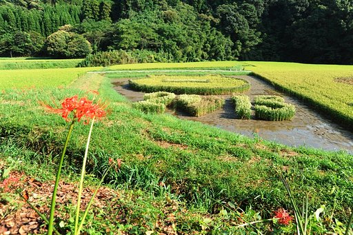 2013年の田んぼ
