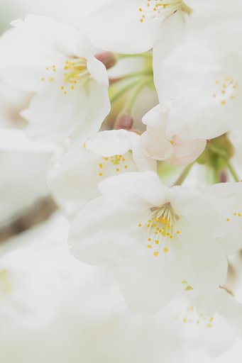 桜の花