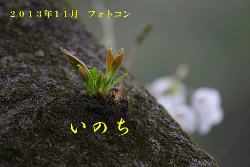 １１月フォトコンへのお誘い