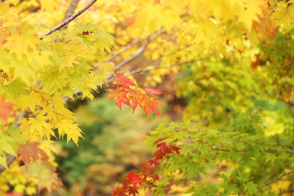 艶やかな黄、紅葉