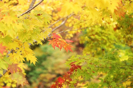 艶やかな黄、紅葉