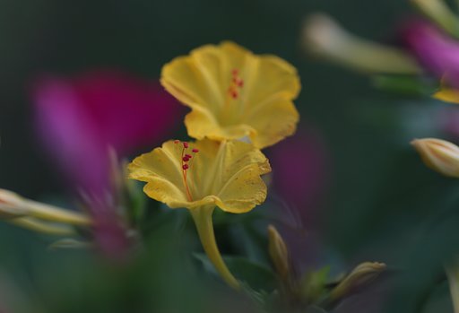 白粉花