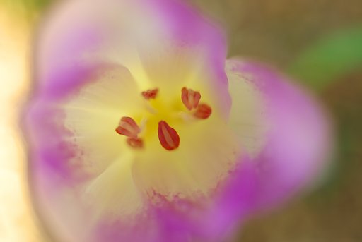 名も知らぬ花