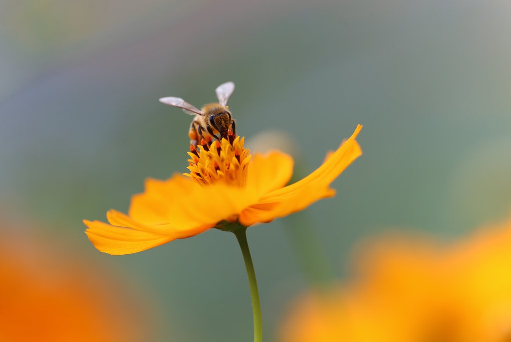 秋の蜜集め