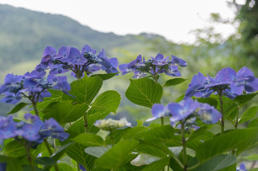 遠くに