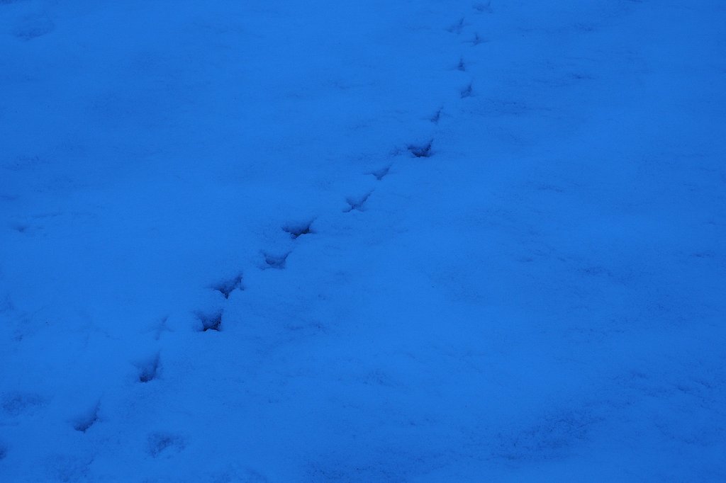 雪上の足跡