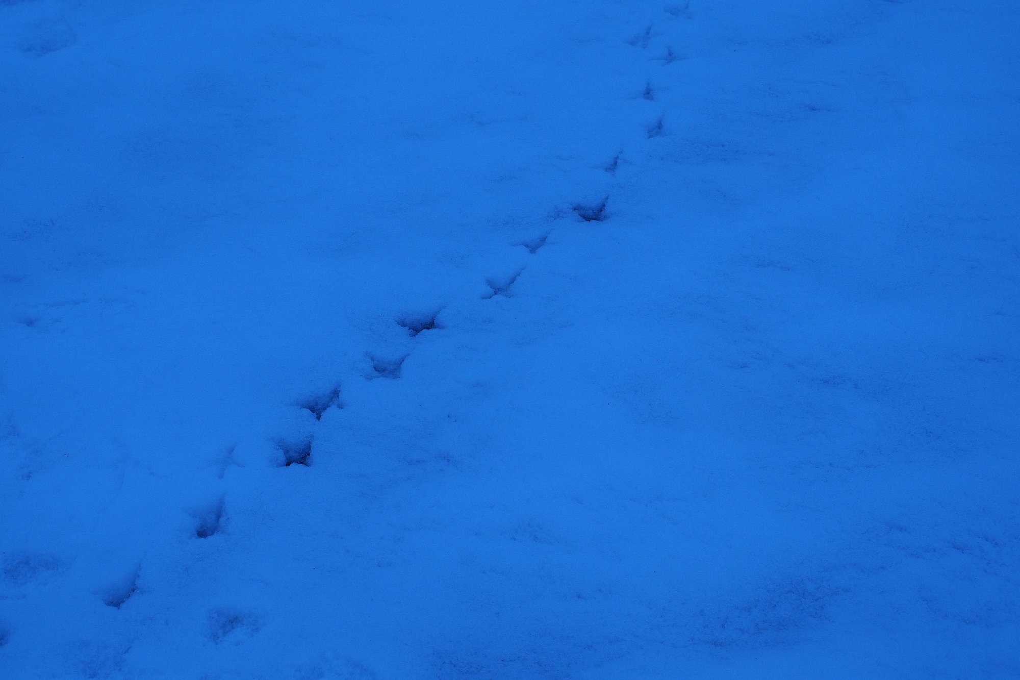 雪上の足跡