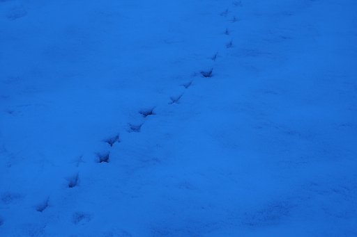 雪上の足跡