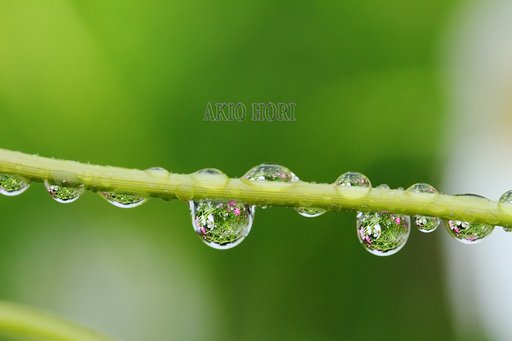 小雨の降る日に、わが家の庭で。