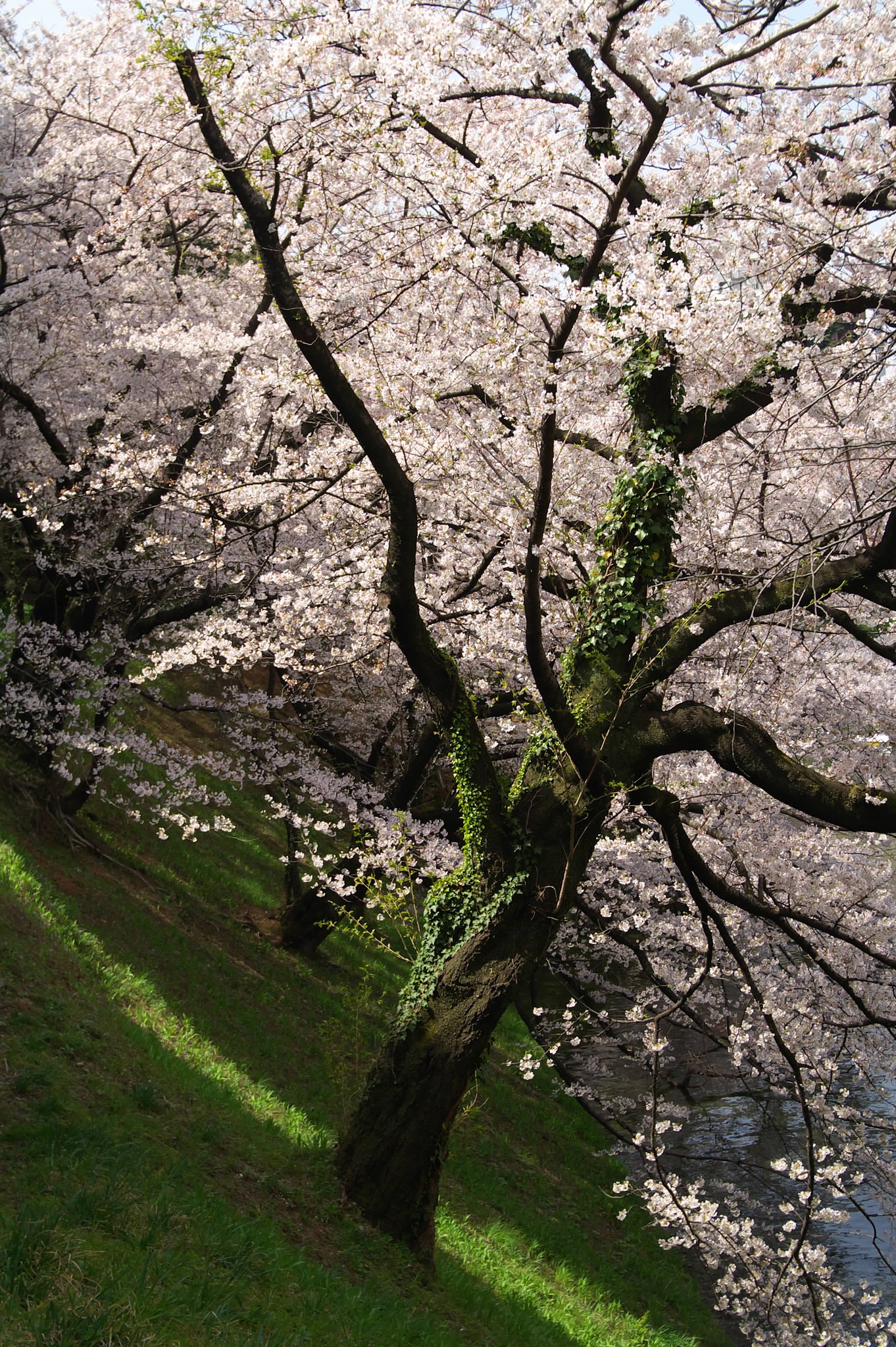 孤高