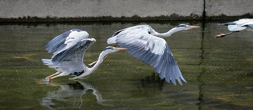 青鷺三態‥、2体かな？