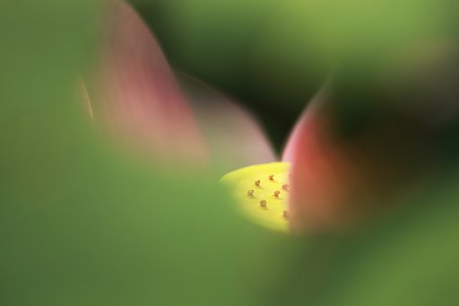 レンズ遊び