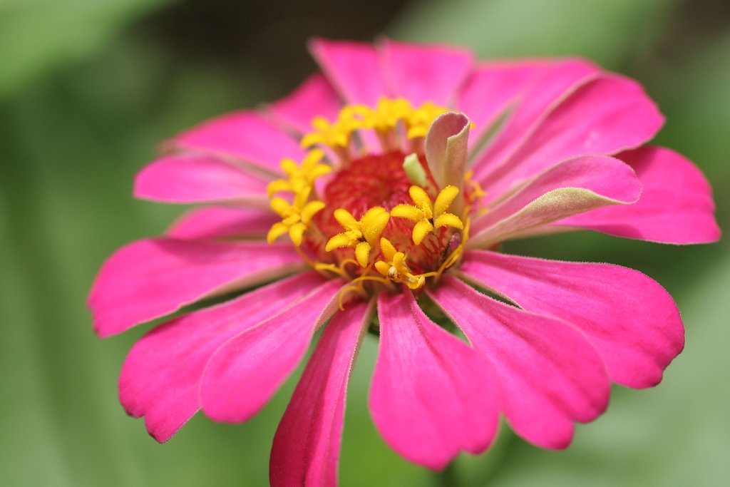 花中花・・・