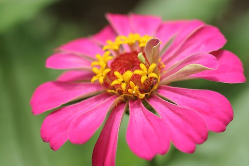 花中花・・・
