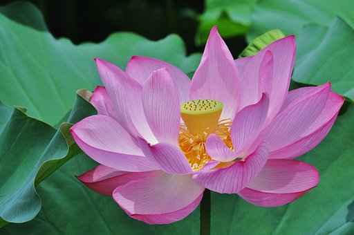 不忍の池にて