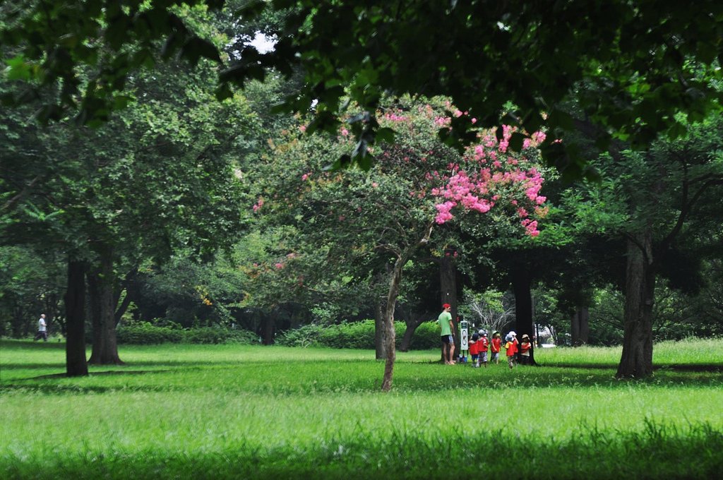 夏の公園