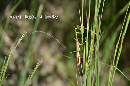 【秋】カマキリの隠蔽色