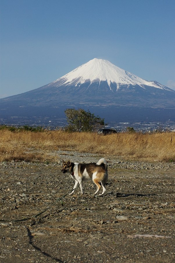 ぼくのドッグラン