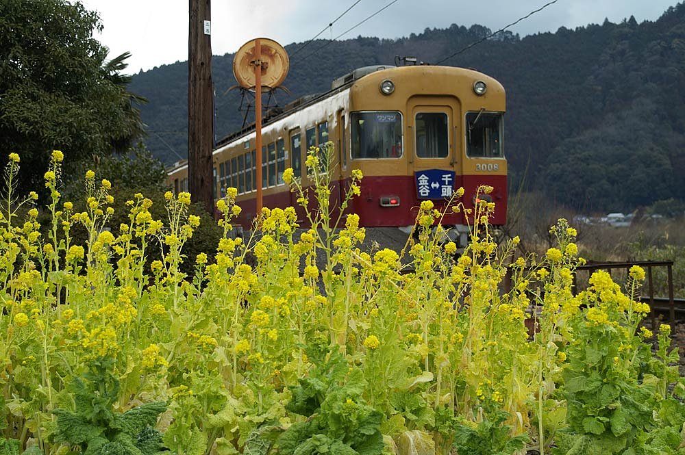 菜の花が咲いてました