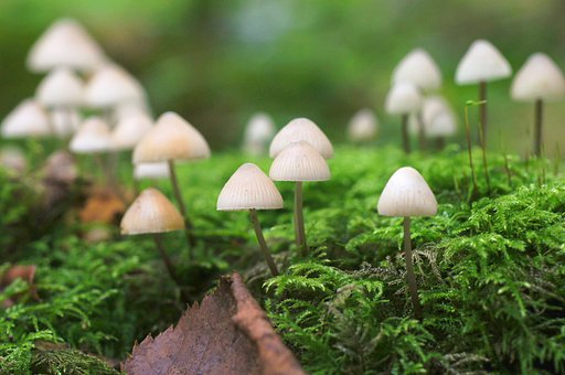 【秋】傘の華