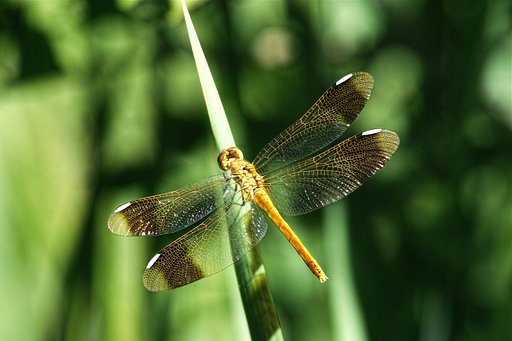 ミヤマアカネ♀