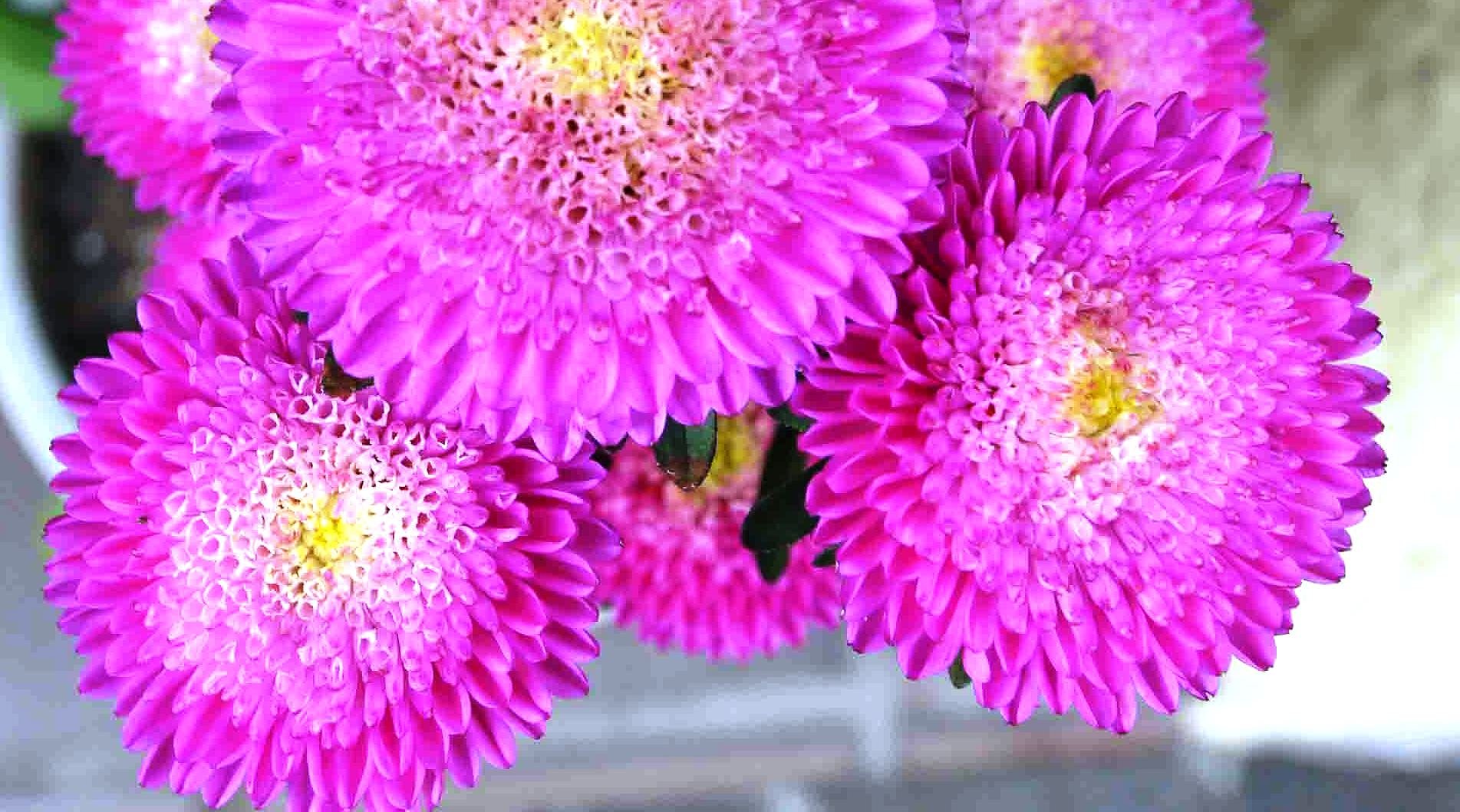 名無し菊？