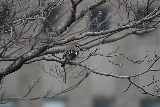 ハナミズキと百舌
