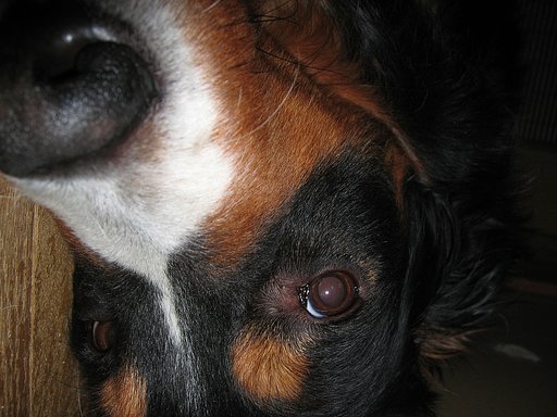 妹犬のイリスは