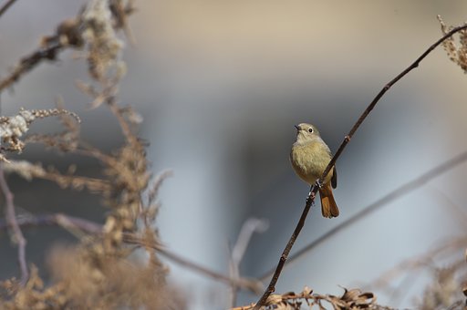 こちらも雌だった～