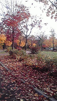 紅葉3