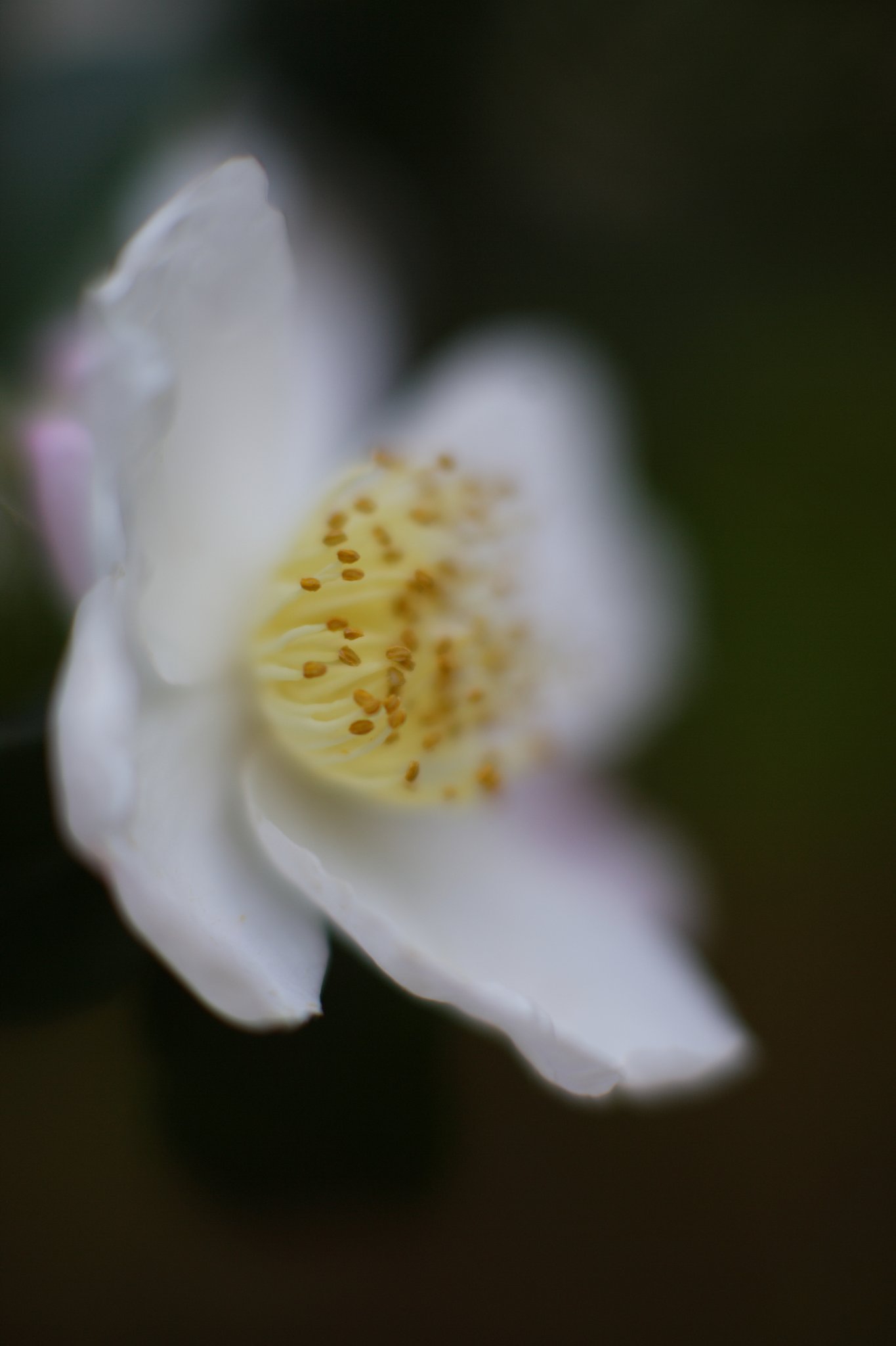山茶花　其の伍