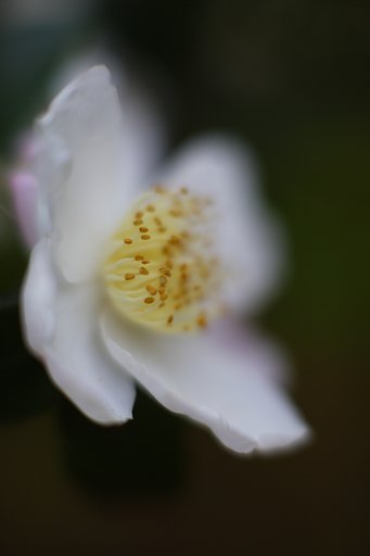 山茶花　其の伍