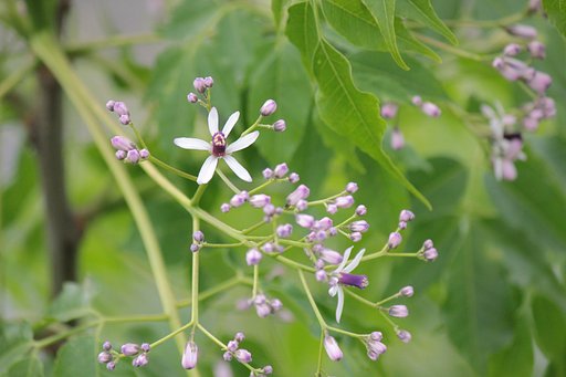 センダンの花