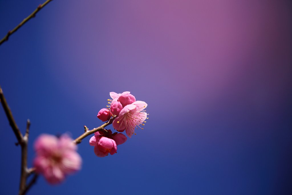 早春譜