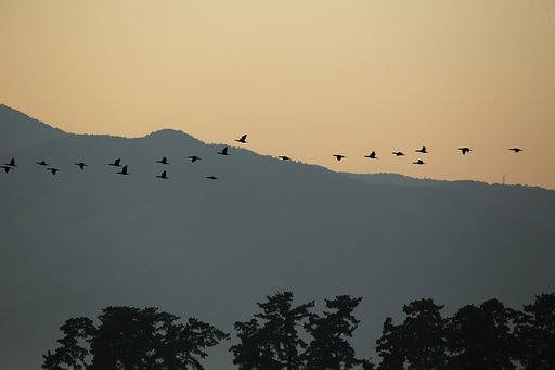 ♫夕焼け小焼け