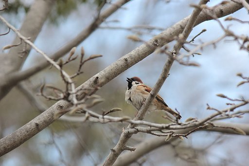 大阪城周り、春の【光】淡く