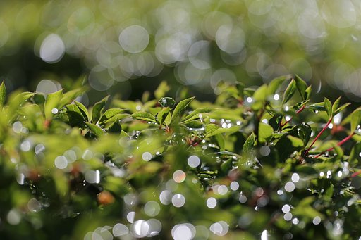 【いのち】水と光と…