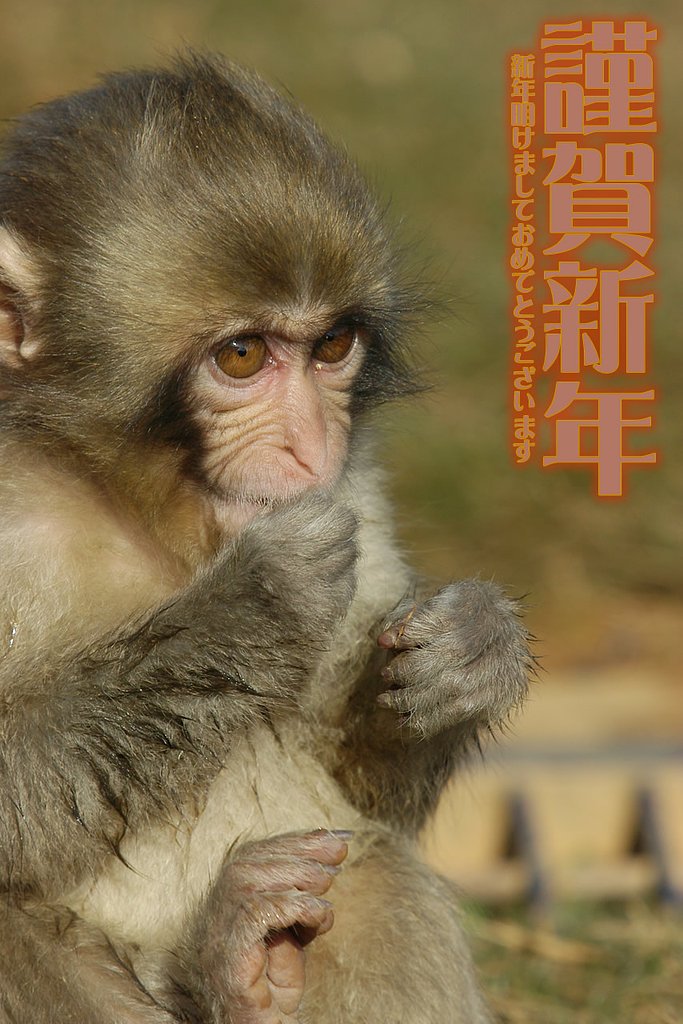 今年の年賀状