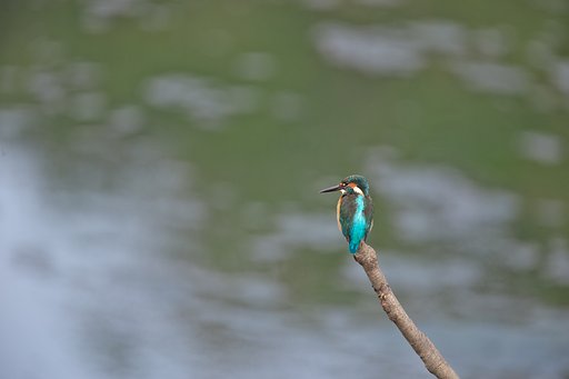 眺める