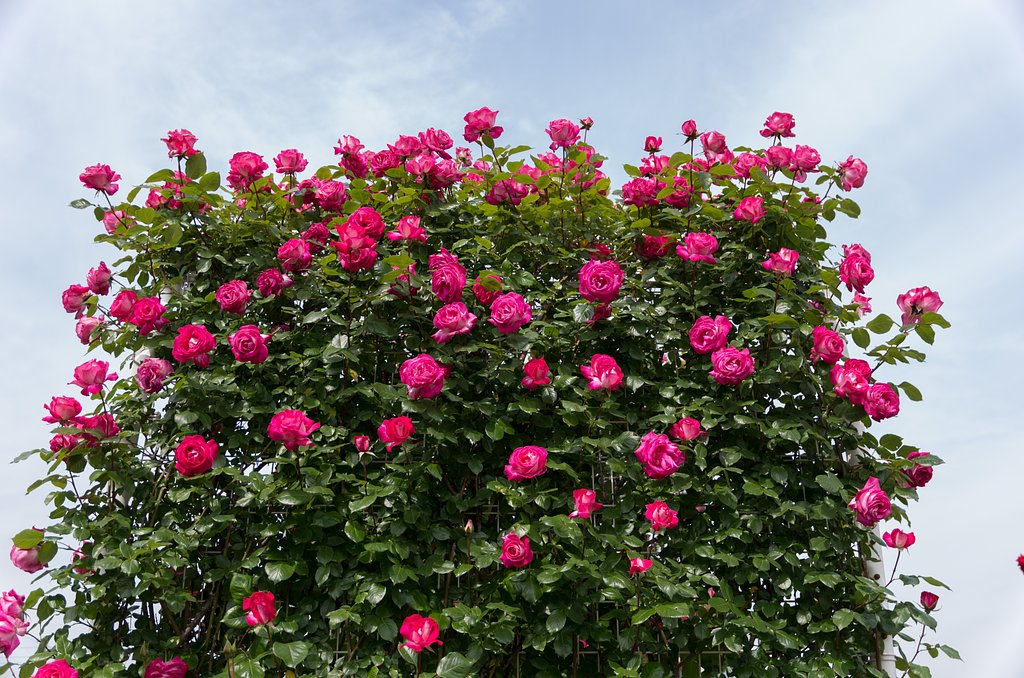 つる薔薇合唱団