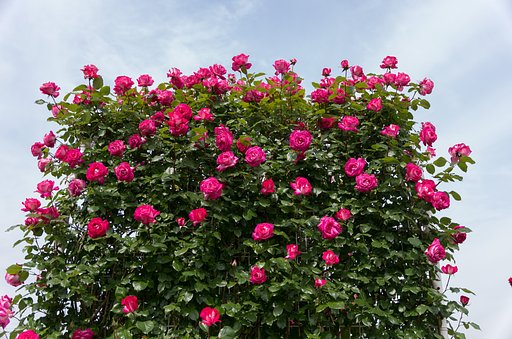 つる薔薇合唱団