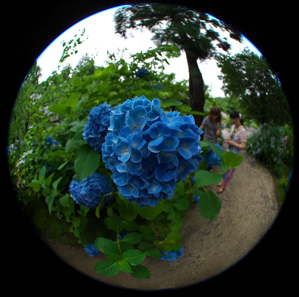 ブルー紫陽花を