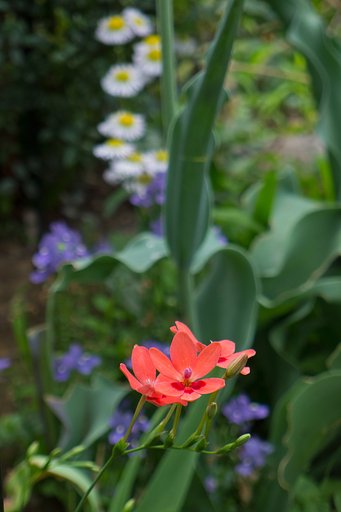 SUMMICRON 5.1-19.2mm F2-3.3 ASPH