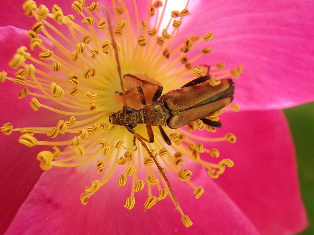 益虫か、害虫か？