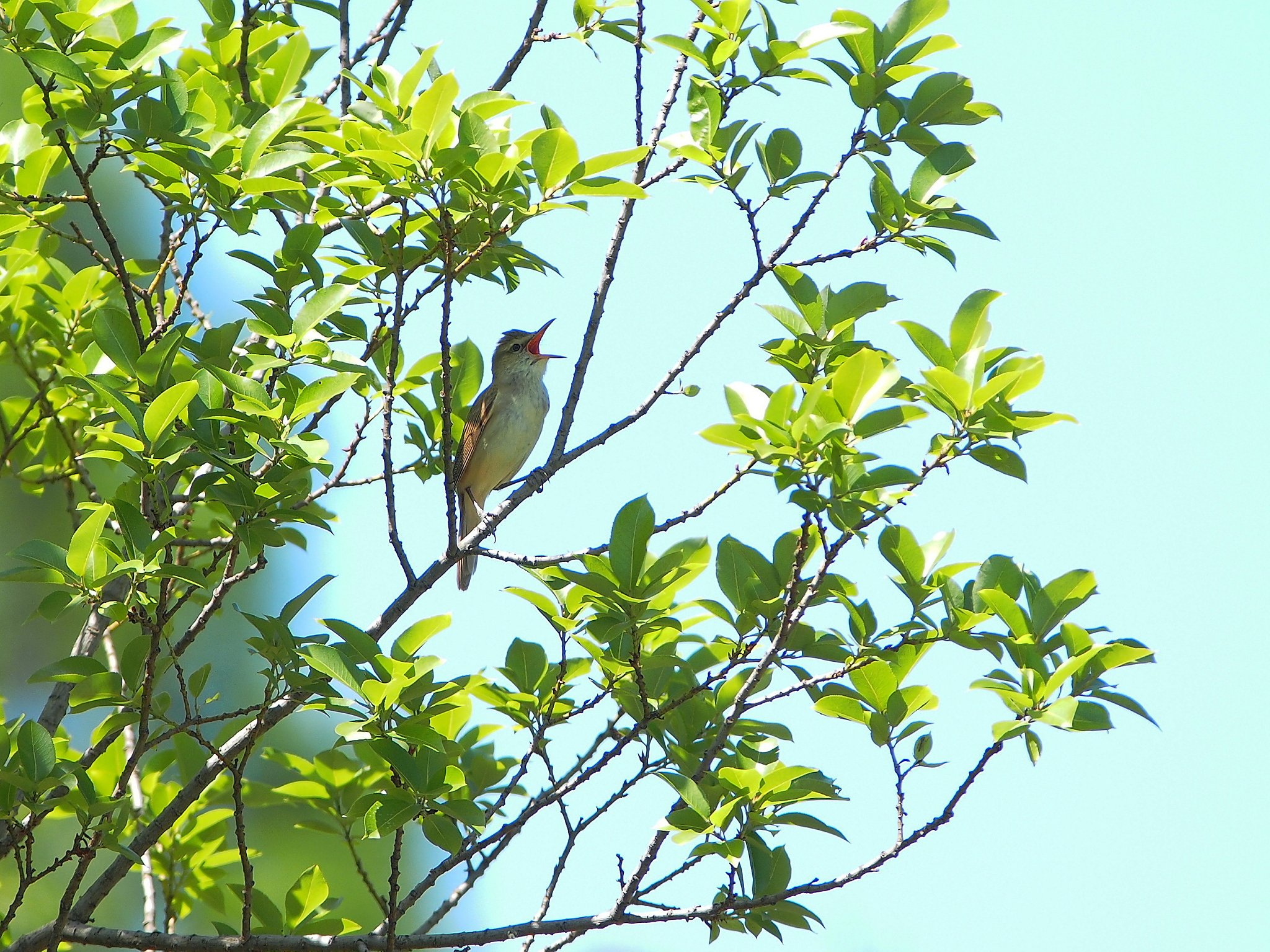 初夏に高らかに