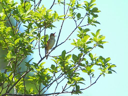 初夏に高らかに