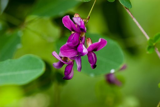 萩の花。