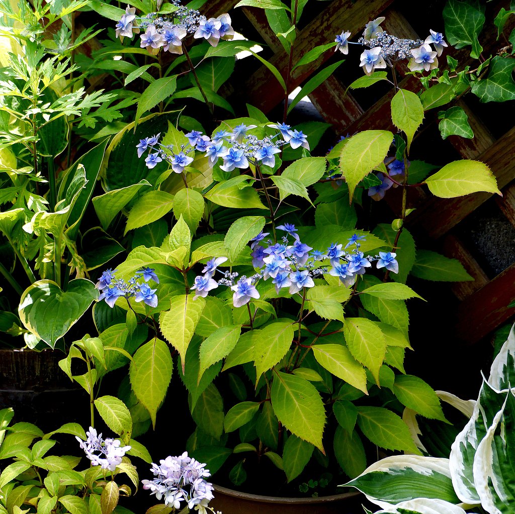 紫陽花　E