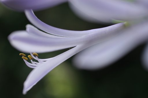 アガパンサス一花