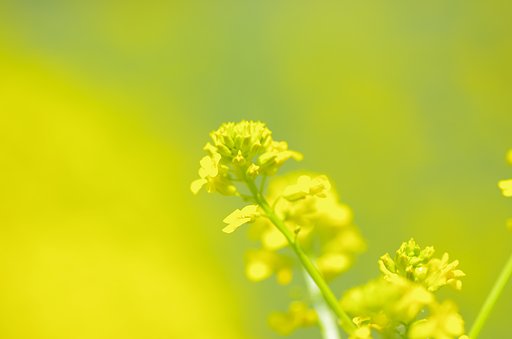 からし菜？